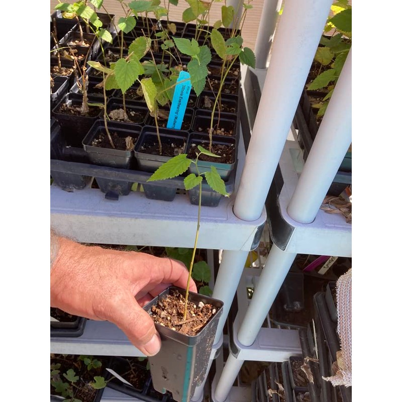 Red Mulberry - Cold Hardy - Illinois Everbearing - Morus