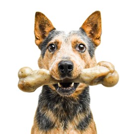 Pet Qwerks Zombie NYLON BarkBone - Chew Toy for Aggressive Chewers, Tough Durable Extreme Power Chewer Bone | Made in USA -  Available in 2 Flavors and 4 Sizes