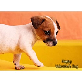 Jack Russell Valentines Day Card