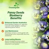 Outsidepride Blue & Yellow Bicolor Blueberry Thrill Viola Pansy Seeds