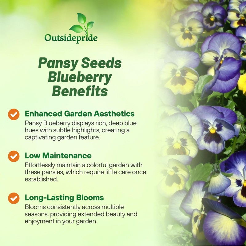 Outsidepride Blue & Yellow Bicolor Blueberry Thrill Viola Pansy Seeds