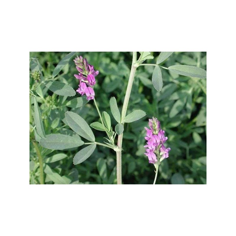 Ameristand 803T Alfalfa Seed (1 Lb.)