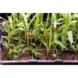 Seed Ranch Roundup Ready RR Dwarf Corn Food Plot Seed - 5 Lbs.