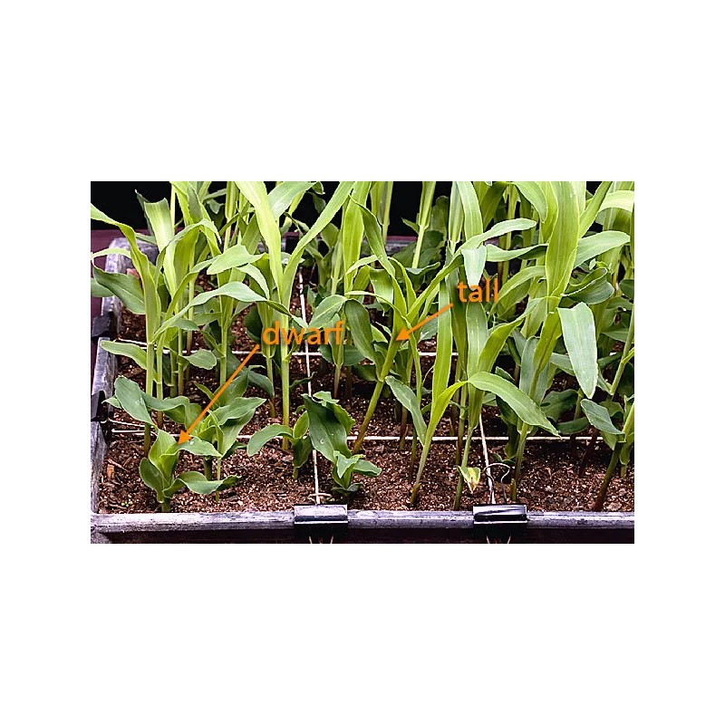 Seed Ranch Roundup Ready RR Dwarf Corn Food Plot Seed