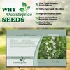 Outsidepride 500 Seeds Perennial White Hyssop Herb Garden Seeds for