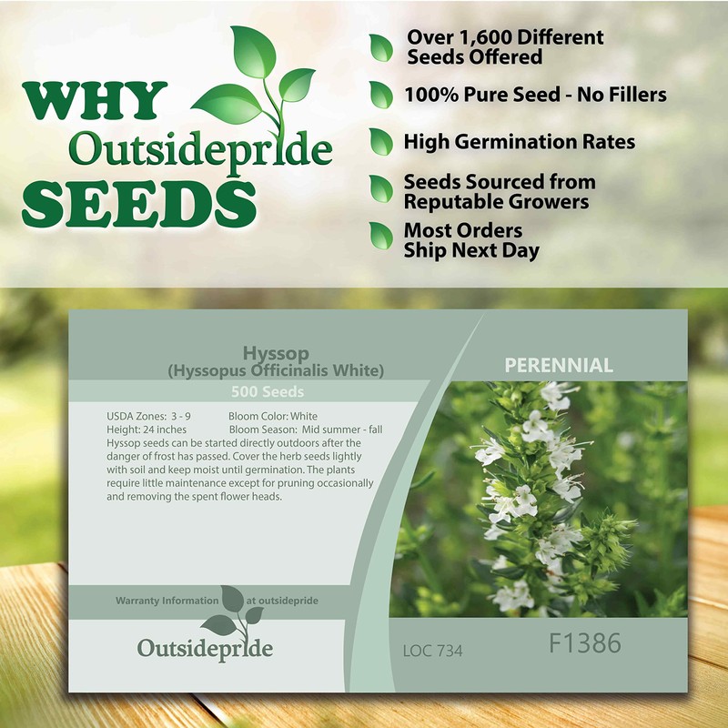 Outsidepride 500 Seeds Perennial White Hyssop Herb Garden Seeds for