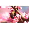 15+ seeds, Eastern Redbud (Cercis canadensis), Native Coastal SC