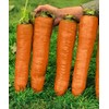 KIRA SEEDS - Seeds Carrot Red Giant - Heirloom Vegetable