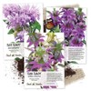 Seed Needs, Bee Balm Seed Collection (3 Individual Packets) Untreated