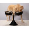 QT Dog - Double Adjustable Barstool Diner, 3 Quart Stainless