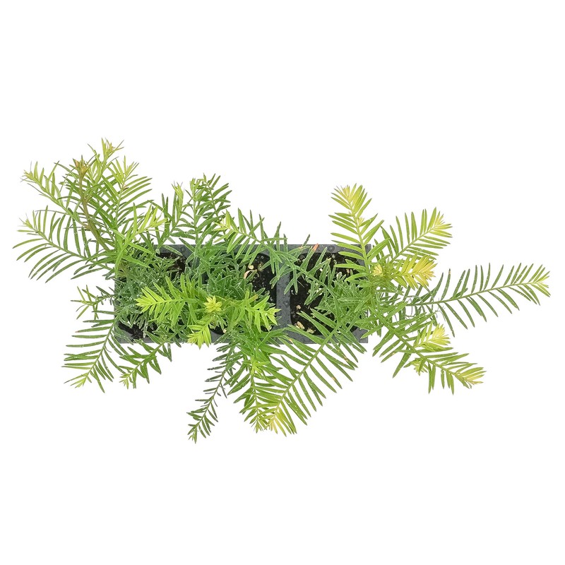 3 Coastal Redwood Trees – Live Plants – Sequoia sempervirens