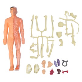 Human Body Model Toys DIY Assembly Human Body Teaching Model Early Education Toy for Above 6 Years Old
