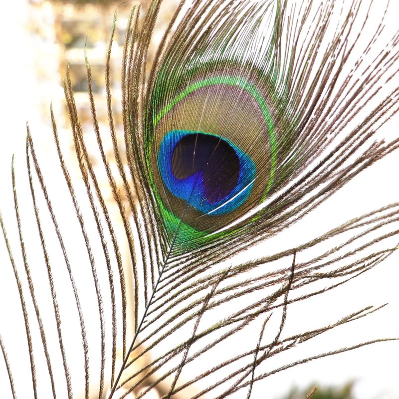 12pcs Beautiful Natural Peacock Feathers 25-30cm for DIY Wedding Holiday