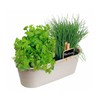 Buzzy® Herb Garden Cultivation Set - Chives - Leaf Coriander