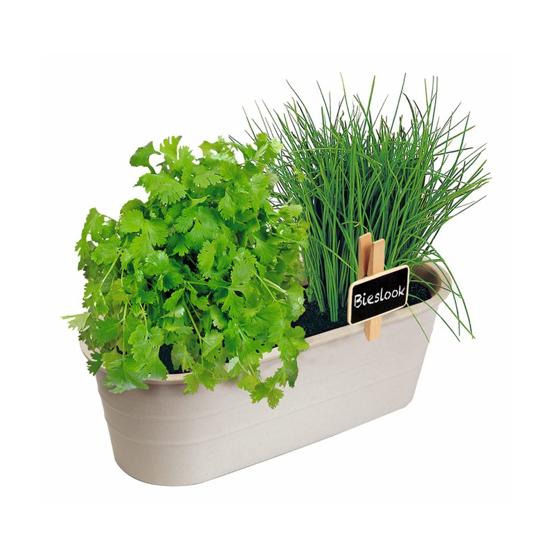 Buzzy® Herb Garden Cultivation Set - Chives - Leaf Coriander