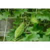 CZ Grain 10 Green Bitter Gourd Vine Seeds for Planting