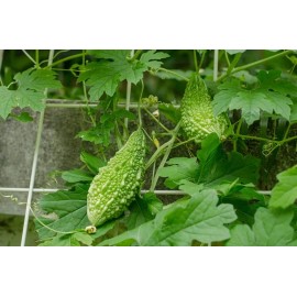 CZ Grain 10 Green Bitter Gourd Vine Seeds for Planting Bitter Melon Gourd