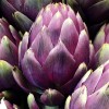Southeast Seeds Purple Romagna Artichoke Seeds, Carciofo di Romagna, NON-GMO,