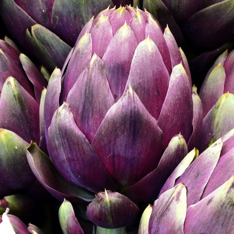 Southeast Seeds Purple Romagna Artichoke Seeds, Carciofo di Romagna, NON-GMO,