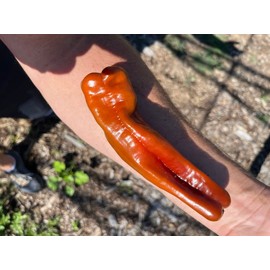 Saraga Giant Sweet Pepper Seeds Heirloom Heritage Breed Premium Seeds for Planting Packet