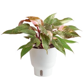 Costa Farms Pink Princess Philodendron, Live Indoor Plant, Rare Unique Houseplant Potted in Indoors Garden Plant Pot, Living Room Home Decor, Trending Tropicals Collection, 1 Foot Tall