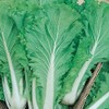Chinese Heading Cabbage Michihli (Brassica rapa VAR. Pekinensis), Heritage Asian