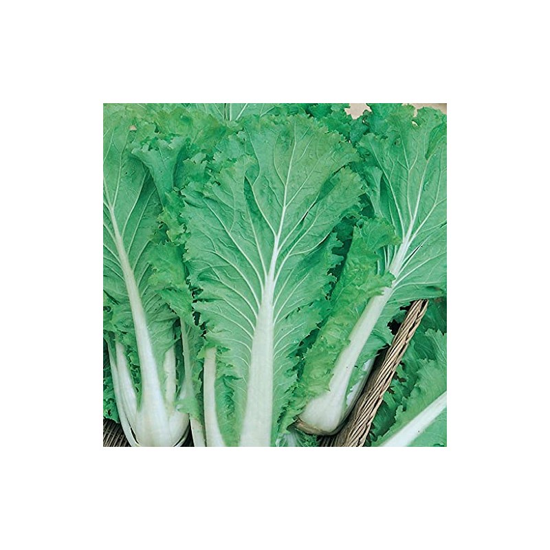 Chinese Heading Cabbage Michihli (Brassica rapa VAR. Pekinensis), Heritage Asian