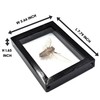 TAXIBUGS Real Exotic Cicada Transparent Wings - Taxidermy Collection Framed