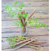 World Seed Supply 3 Organic FL-Grown MORINGA OLEIFERA SEED PODS