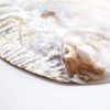 Aladdin Collection White Sage, 1.1 oz (30 g), White Sage,