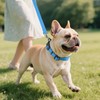 Joytale Reflective Dog Collar, Soft Neoprene Padded, Metal D-Ring, Nylon