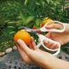 Ars Corporation EG-330H-W Craft Choki, For Gardening, Agricultural Work, Home