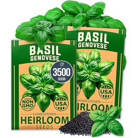 HOME GROWN Genovese Basil Seeds 2 Pack - 3500 USA Sourced, Non-GMO Heirloom Basil Seeds for Planting (Ocimum basilicum) - Herb Seeds for Indoor & Outdoor Gardening - Grow for Culinary Use