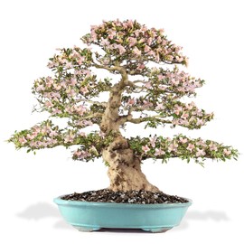 GARDENERA Premium Bonsai Soil All Purpose Fast Draining Mix - 3 Quart - Pumice, Lava, Calcined Clay and Pine Bark Potting Pre Mixed Bonsai Plant Soil Mixture - Made in USA