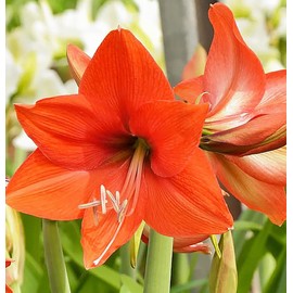 Bellini Amaryllis Bulb - Bare Root for Stunning Blooms - Orange Tangerine Front with Light Back - Unique Two-Tone Color for Gardens, Pots & Indoor Décor - Easy-to-Grow Amaryllis Bulbs