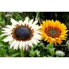 Seeds4planting - Seeds Cape Daisy Mix Vibrant Venidium Annual Flowers