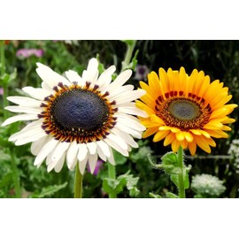 Seeds4planting - Seeds Cape Daisy Mix Vibrant Venidium Annual Flowers