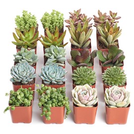 Leaf & Linen | Assorted Collection | Variety Set of Hand Selected, Fully Rooted Live Indoor Succulent Plants, 2 INCH, 20-Pack