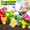 200 Sticky Traps for Fruit Flies and Gnats - Indoor