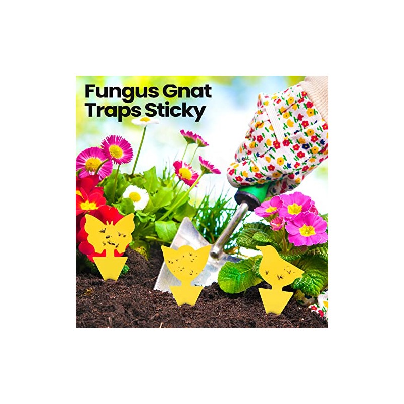 200 Sticky Traps for Fruit Flies and Gnats - Indoor