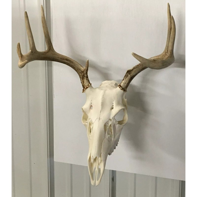 Antler Anchors European Deer Mounting System