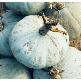 TomorrowSeeds Sweet Meat Winter Squash Seeds | Blue Kuri Kabocha Jarradale Pumpkin Seed 2025 - 40+ Count