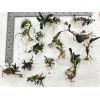 Buce 30 + assorted Rhizomes Unlabeled. Rare Aquarium/Palud