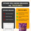 Sea Moss & Elderberry Gummies – 60 Berry-Flavored Multivitamin Gummies