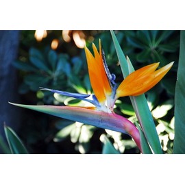 Bird of Paradise Creamy Premium Fragrance Oil, 4 Oz. Bottle