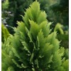 Thuja occidentalis (American Arborvitae, Eastern Arborvitae, White Cedar, Arborvitae) Tree
