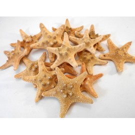 50 Natural "Chocolate Chip" Starfish for Beach Wedding Crafts and Decor 1 1/2"- 2" (38-50 mm) Nautical Coastal Beach Cottage Decor