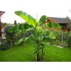 Musa Basjoo Banana Tree Cold Hardy | Japanese Banana Live