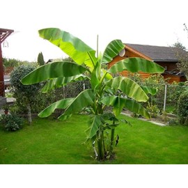Musa Basjoo Banana Tree Cold Hardy | Japanese Banana Live Plant 10 inches Tall