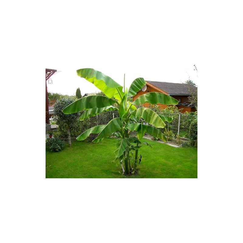 Musa Basjoo Banana Tree Cold Hardy | Japanese Banana Live